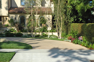 Professional Landscape Design